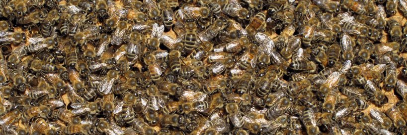 beeinformedinfo's profile banner image