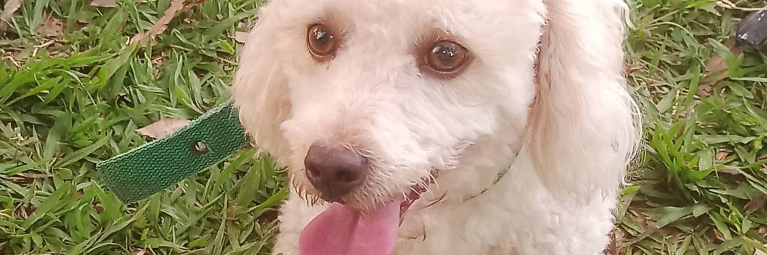 Loregranger's profile banner image