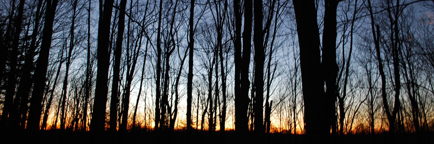 OdysseusSetter's profile banner image