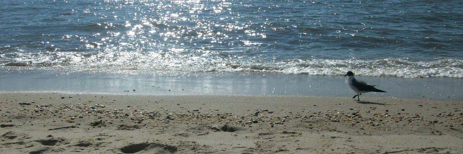 Jersey Shore Chamber banner