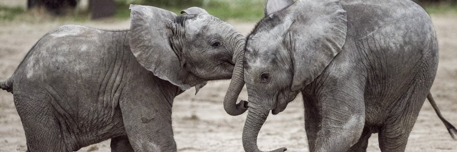 OmahaZoo's profile banner image
