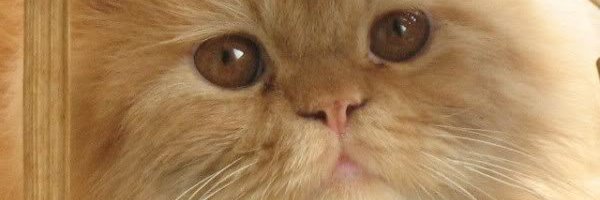 han730oz's profile banner image