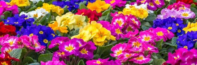 TrowellGardenCentre banner