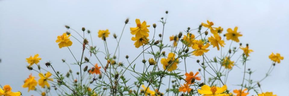 rhnfryn's profile banner image