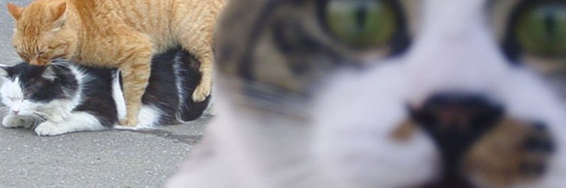 IsPizzaACarb's profile banner image