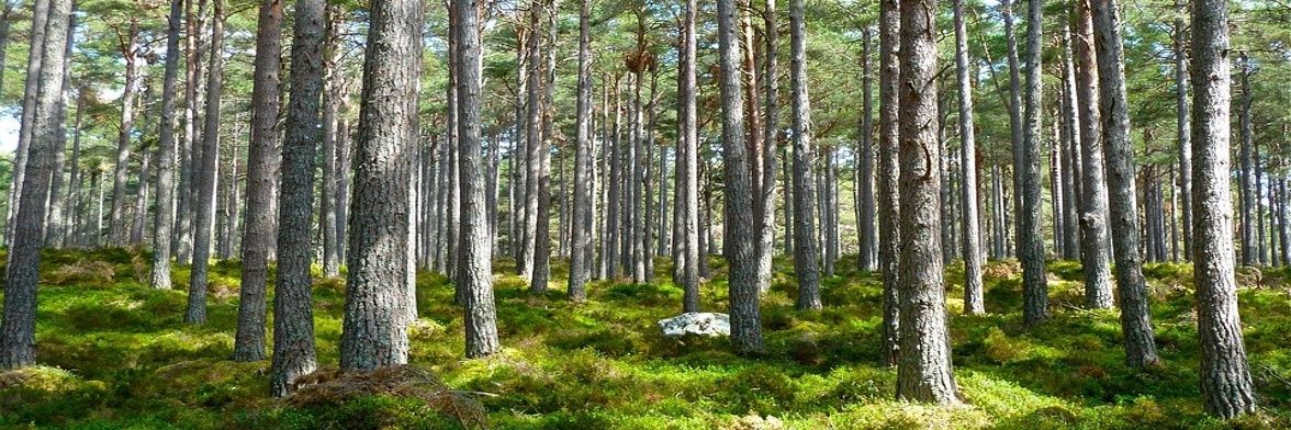 PooleGreen's profile banner image