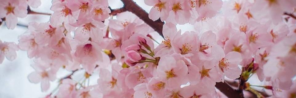 SakuraChanBw's profile banner image