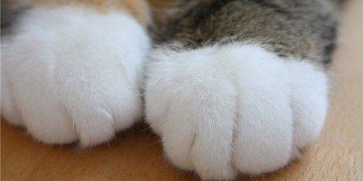 けっとしー banner