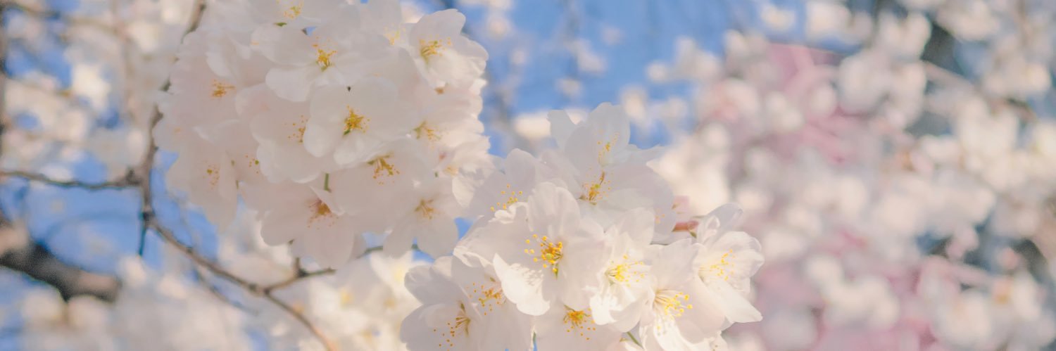 catmintzzz's profile banner image