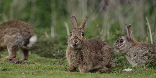 theuearabbit's profile banner image