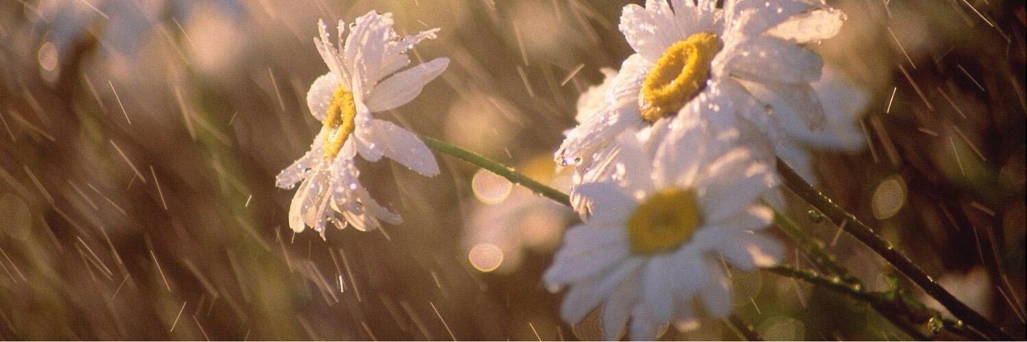 setmesun's profile banner image