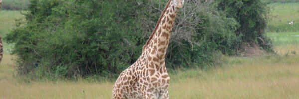 AllieElyahb Profile Banner