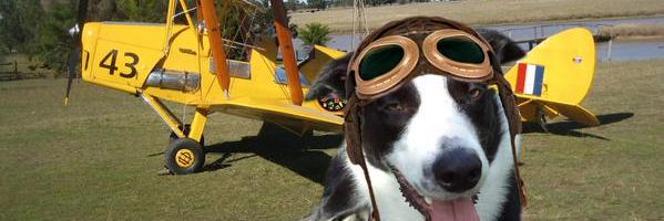 RhysDaCollieDog's profile banner image