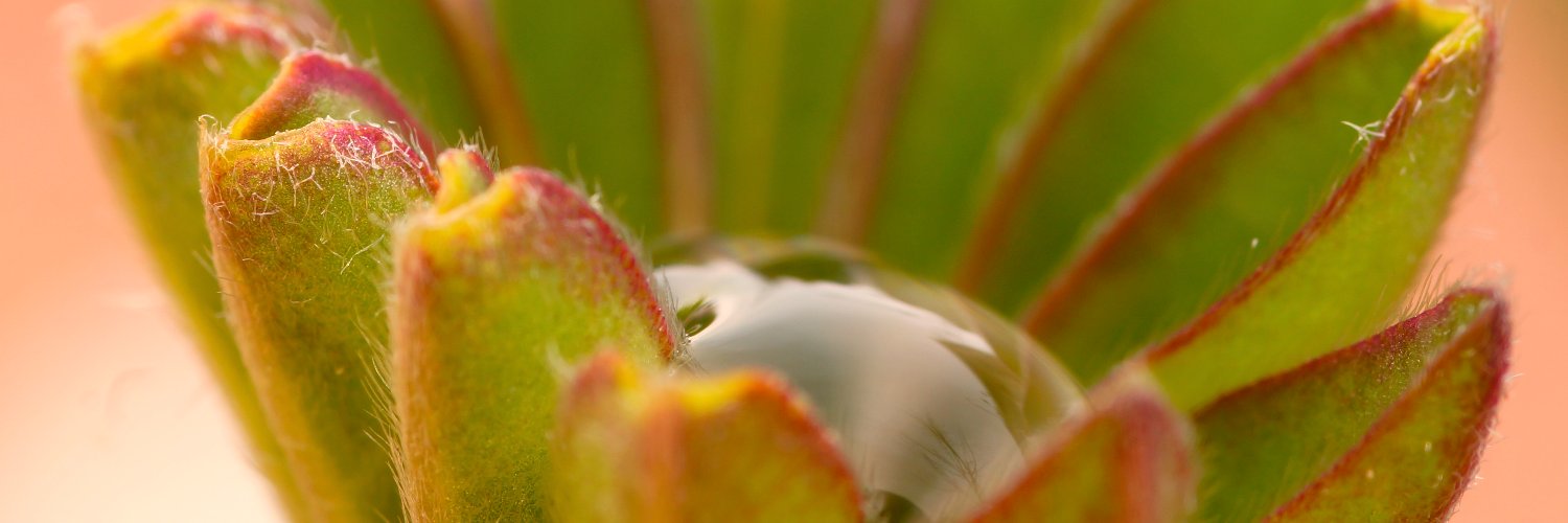alpine_plants's profile banner image