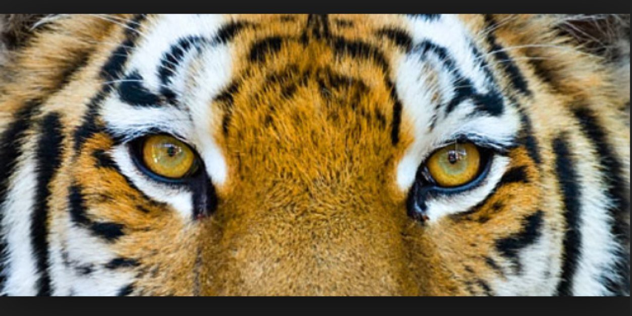 feitenoveral's profile banner image