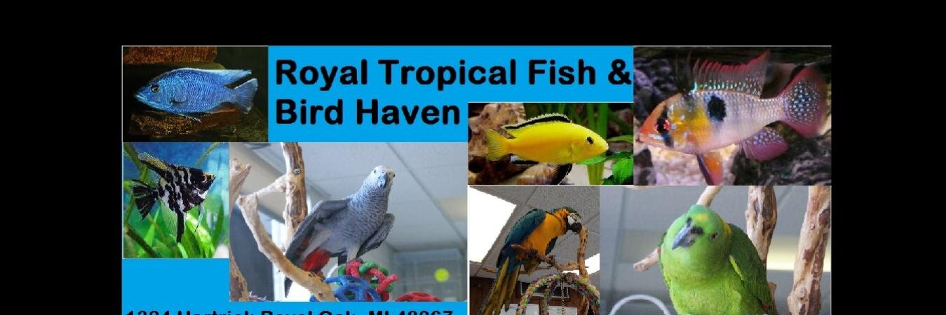Royal_Tropical's profile banner image