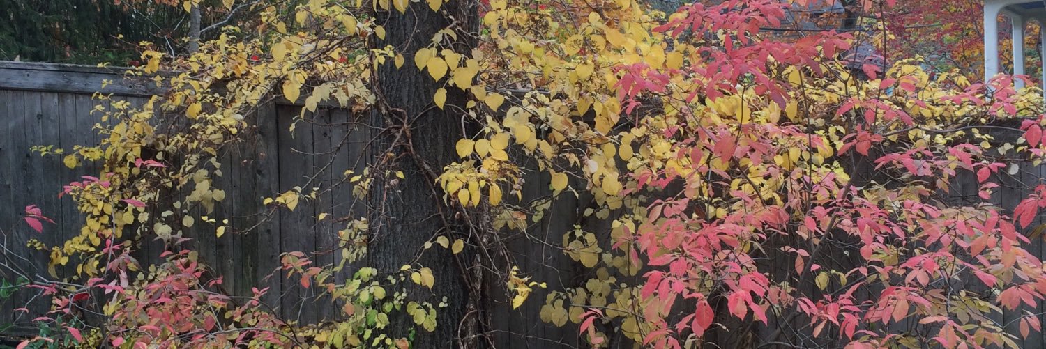 vikibok's profile banner image
