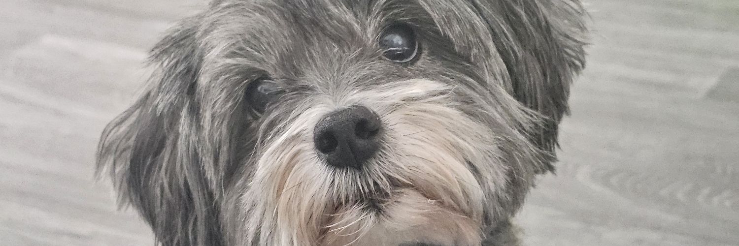 JohnnyBoyIsCraz's profile banner image
