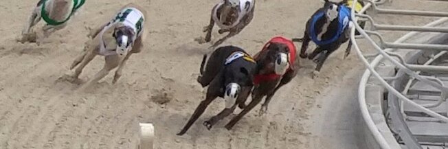 Vera Rasnake (@topgreyhound) / Posts / X