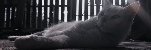 AntoNegra__ Profile Banner