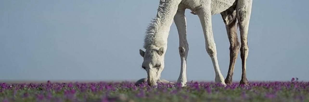 samoalikh's profile banner image