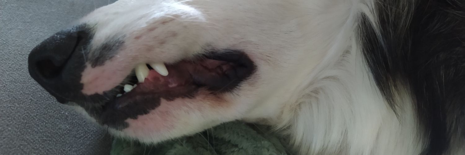 ThillyHugo's profile banner image