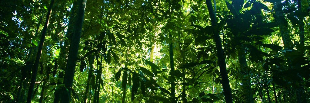 lovesabreenali's profile banner image