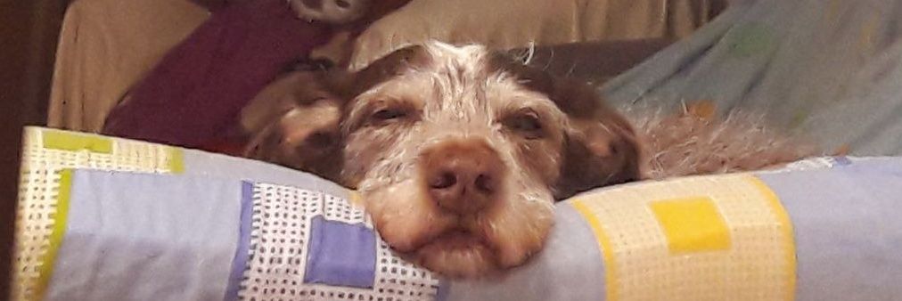 Lógica Espuria banner