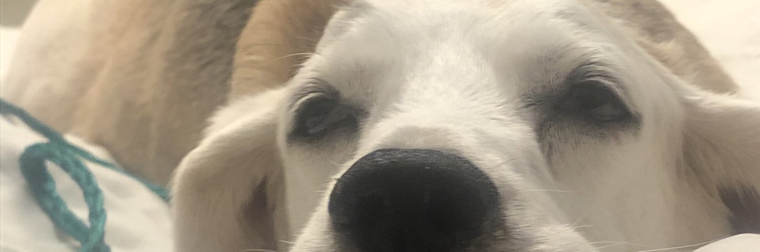 sıɹɥɔ banner