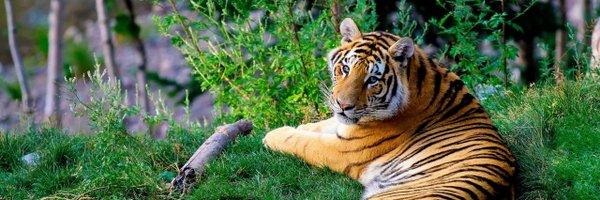 Woofkoof Profile Banner