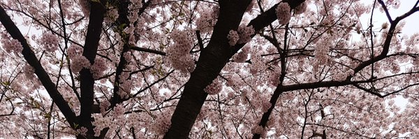 CassandraDeb Profile Banner