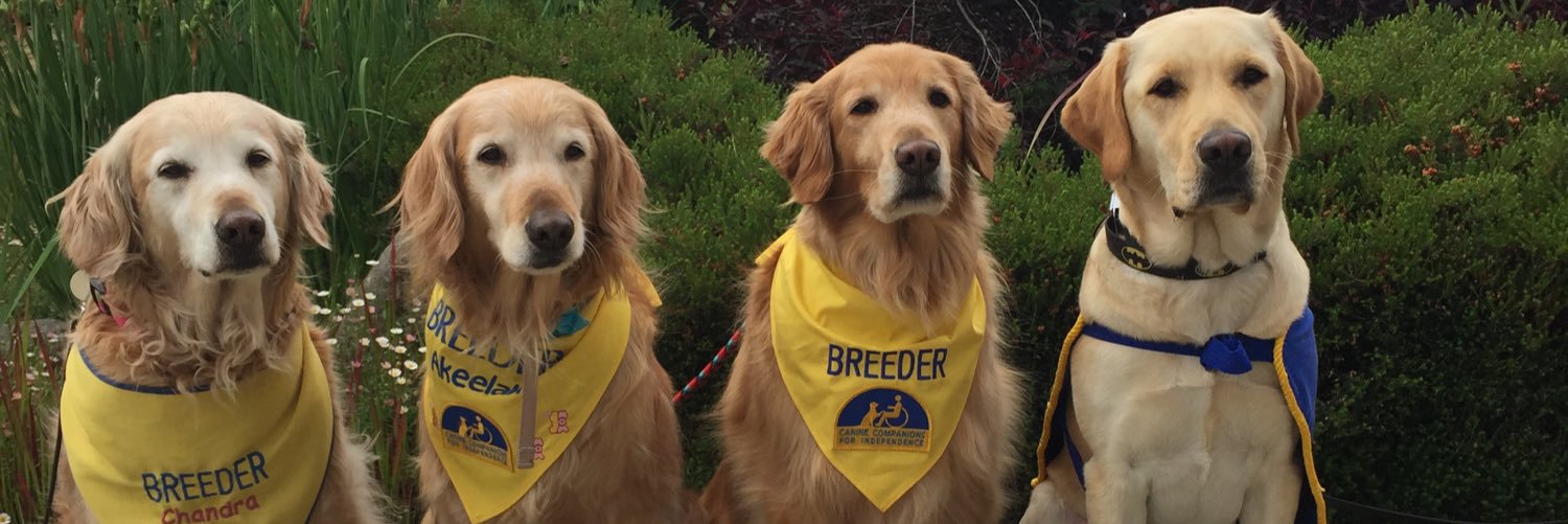 Battier Service Dog banner