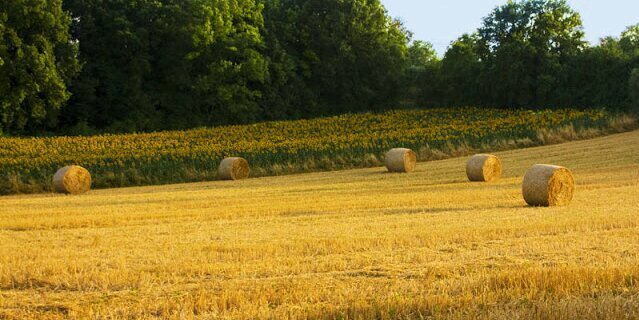 Giovanni Sbrana banner