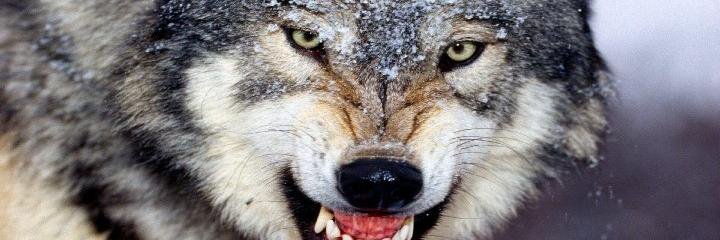 BLMoon154's profile banner image