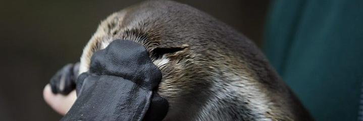 Toxic_Newt's profile banner image