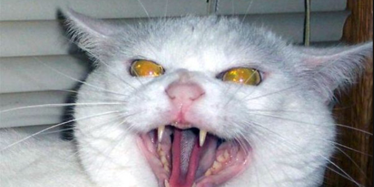 CatFancyMagazine banner