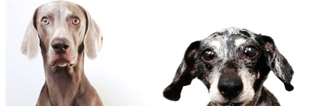 harlowandsage's profile banner image