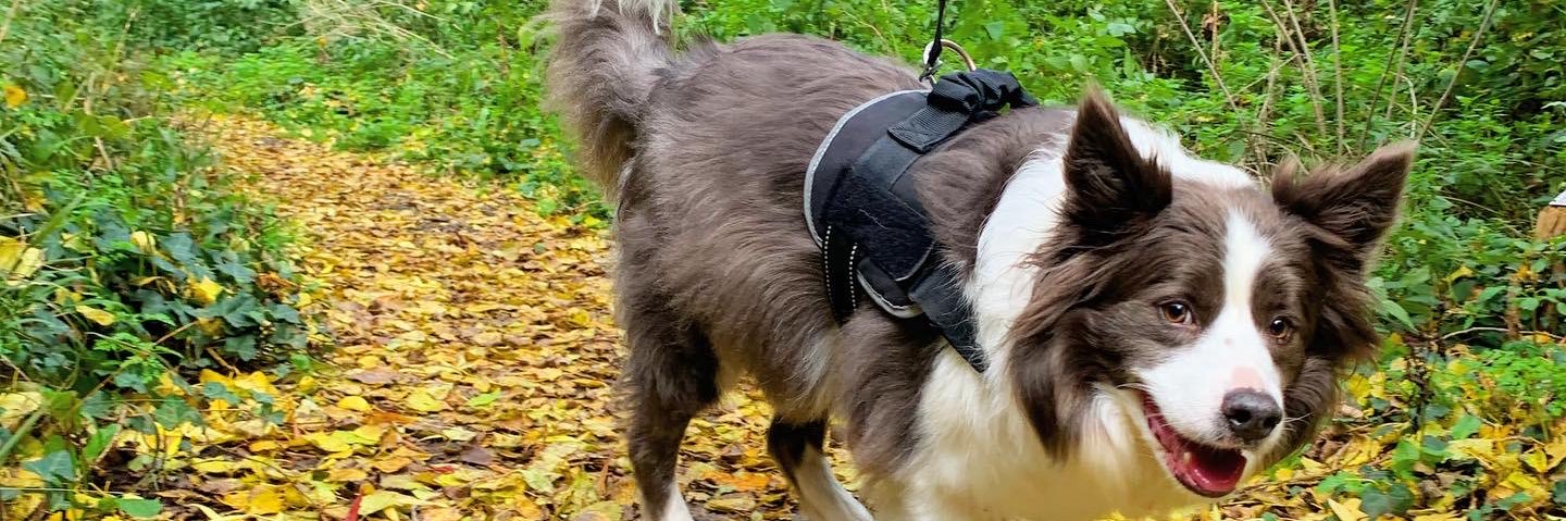 Connor Killick banner