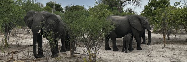 WolvesforKamala Profile Banner