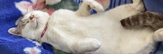 False_bindweed's profile banner image