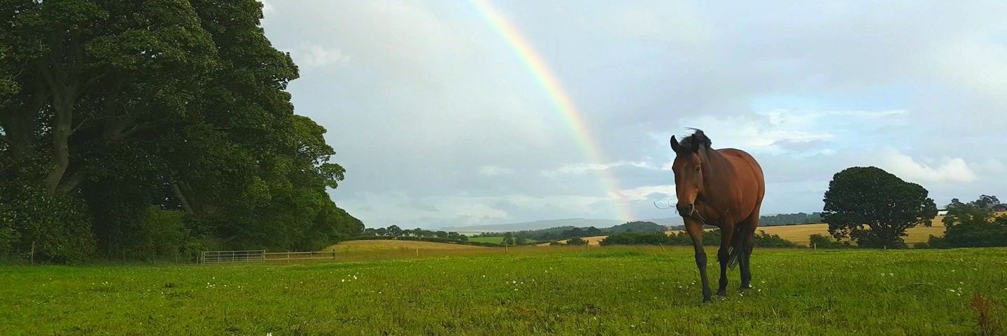 Alana Craigen banner