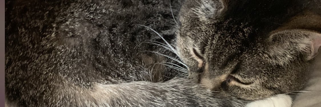LucyMCat's profile banner image