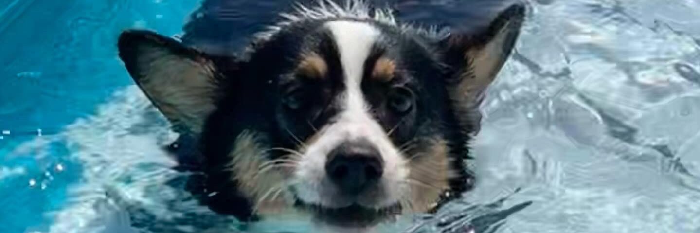 ZanyCatLady's profile banner image