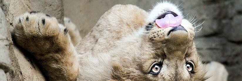 Walter François banner