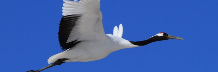 ojijizoe's profile banner image