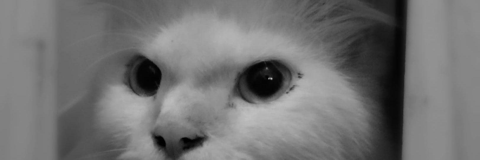 jampook's profile banner image