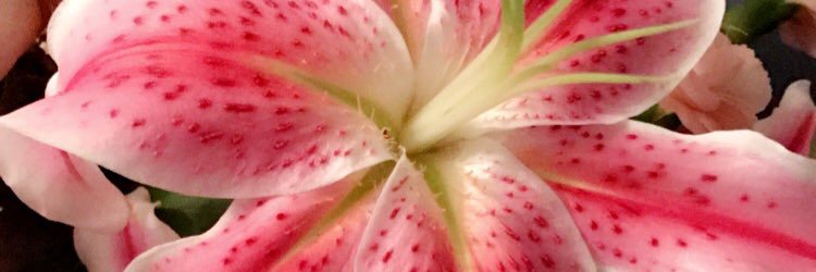 ally_carpenter's profile banner image