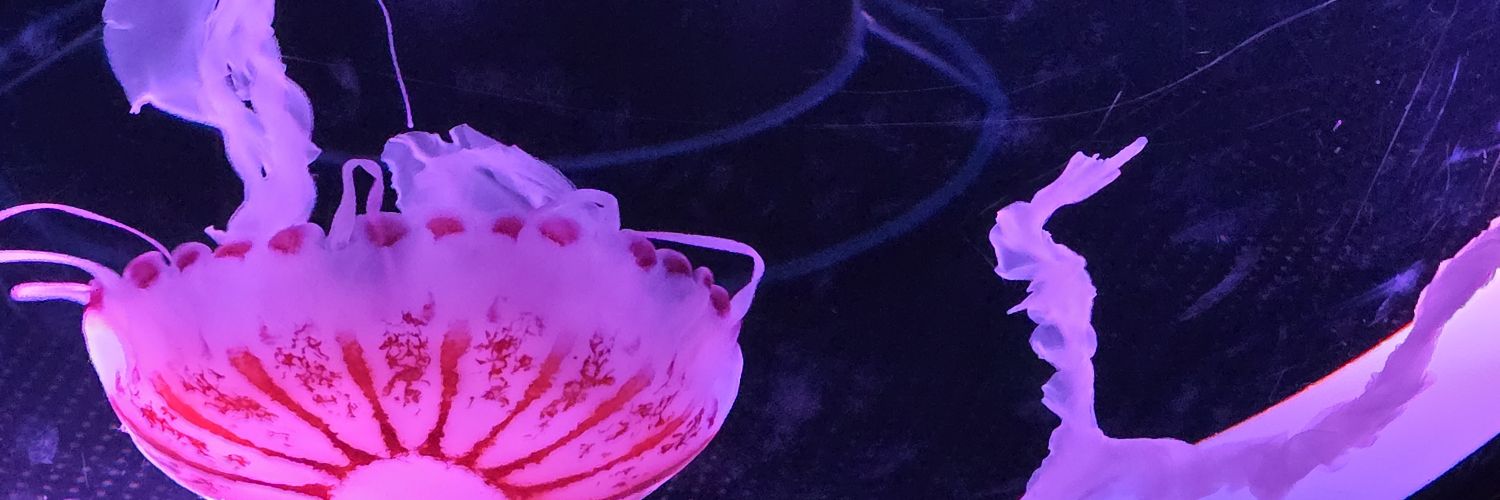 toritorippippi's profile banner image