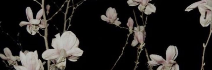 umbotheread's profile banner image
