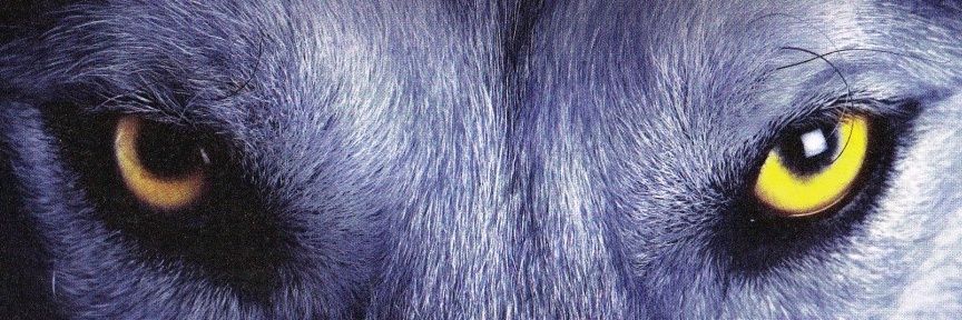 𝕯𝖞𝖑𝖆𝖓 🐺 banner